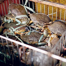 4. Crostacei 4. Crostacei
