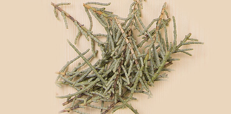 Salicornia