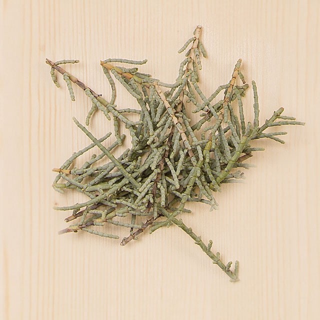 Salicornia