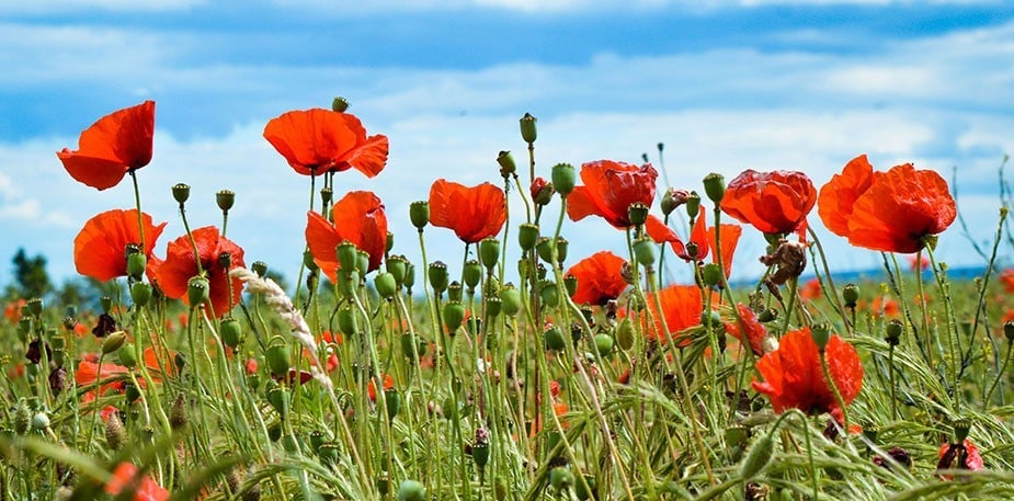 Uno speciale menù completo per il 25 Aprile